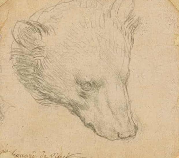 Dibujo 'Cabeza de oso', Leonardo da Vinci. FOTO: ABC