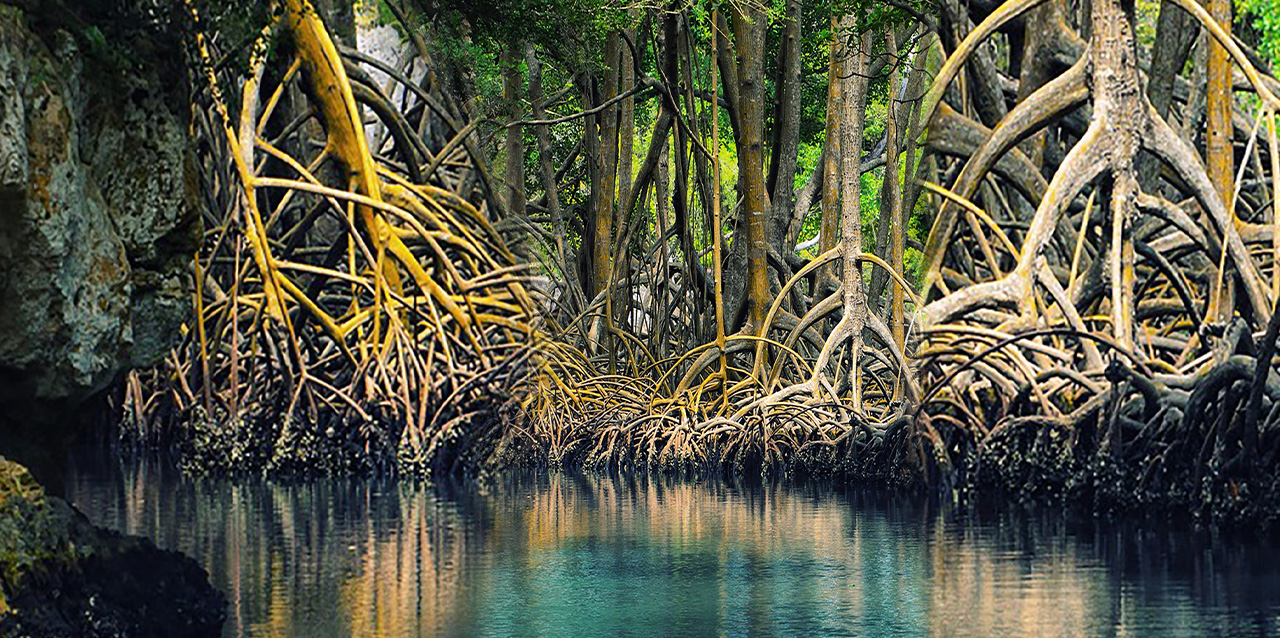 La flora dominicana en la lucha contra el cambio climático