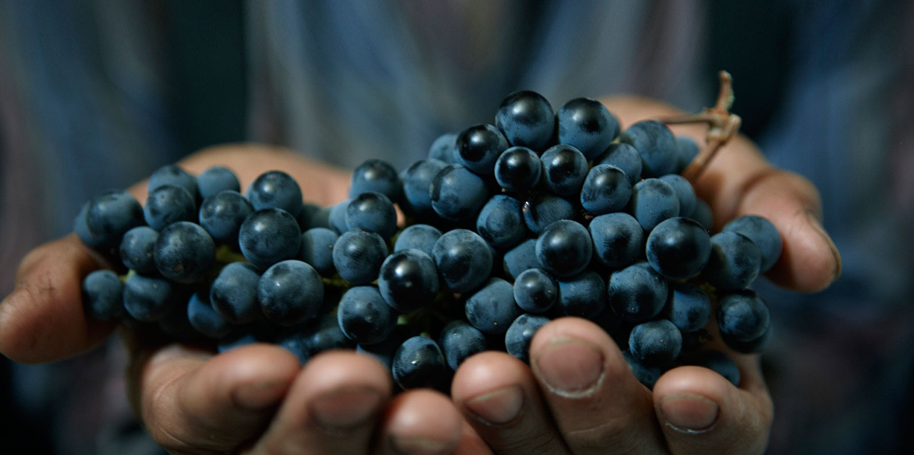 Manos sostienen uvas