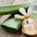 el aloe vera es una planta con propiedades curativas, beneficios para la alimentacion e incluso propiedades magicas