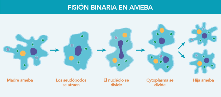 fisión binaria