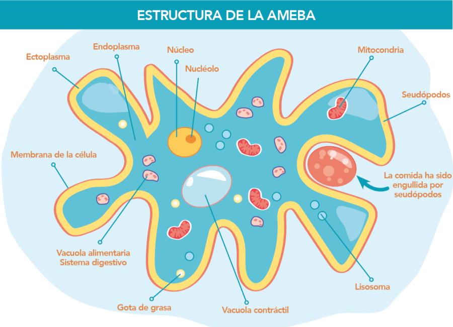estructura de la ameba