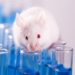 los minicerebros instalados con exito en ratas abren la puerta al conocimiento de enfermedades psiquicas y neurologicas