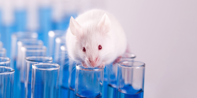 los minicerebros instalados con exito en ratas abren la puerta al conocimiento de enfermedades psiquicas y neurologicas