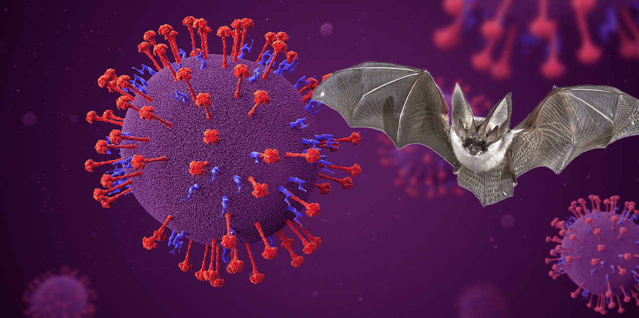 El virus Nipah